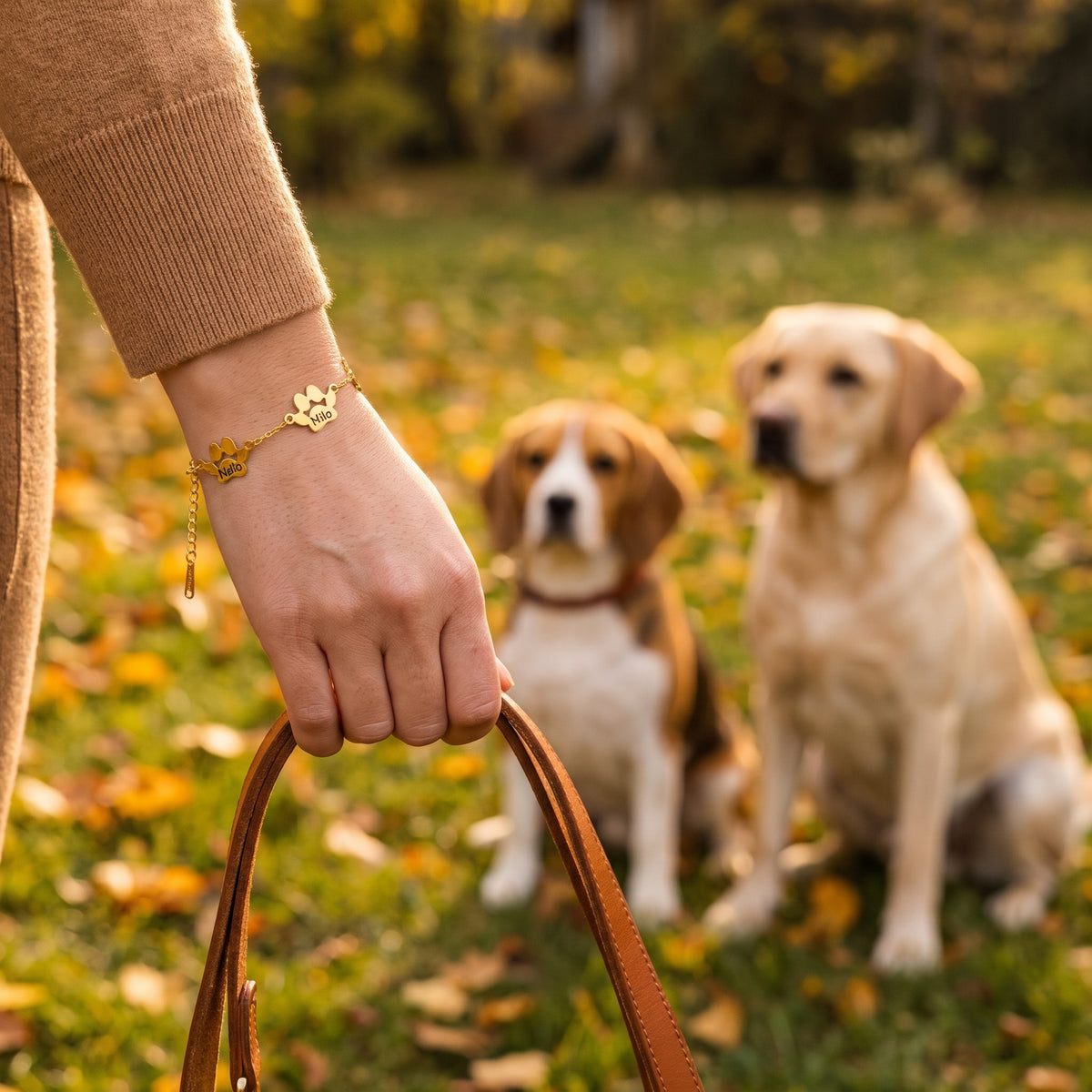 Bracelet or à 4 pattes porté en promenade, un beagle et un labrador en arrière-plan